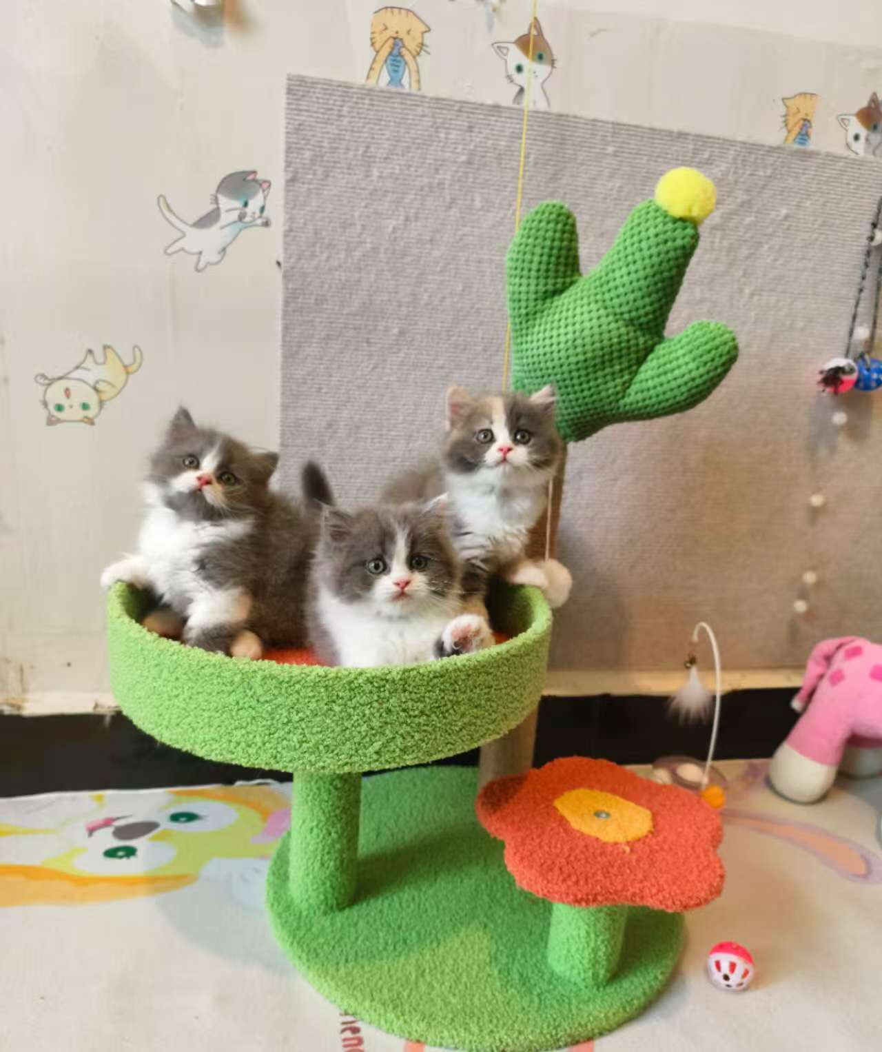 家养小猫咪 找有爱的家长